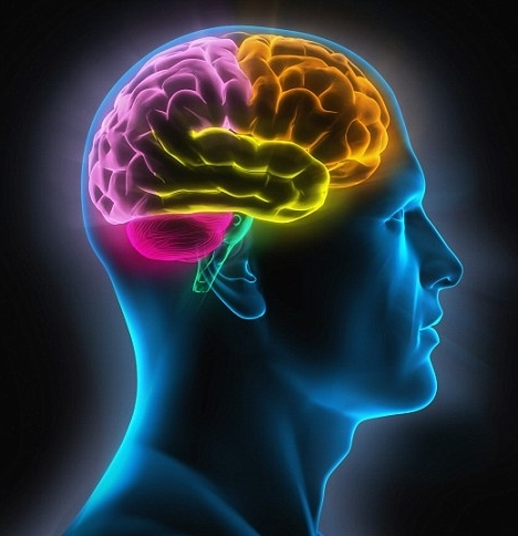 La Neuro-pedagogía busca comprender cómo funciona el cerebro 